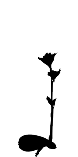 Earthen Box